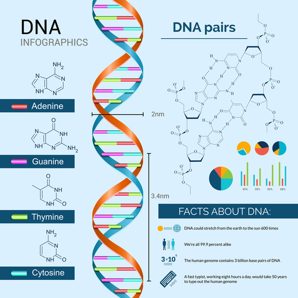 Conjunto de Infografías de ADN
 - Vector, Imagen