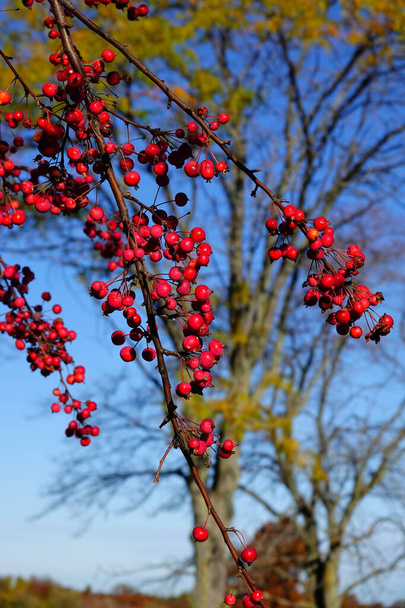 アメリカンホリーツリーアイレックスオパカベリー 秋の季節に木で育つ. - 写真・画像