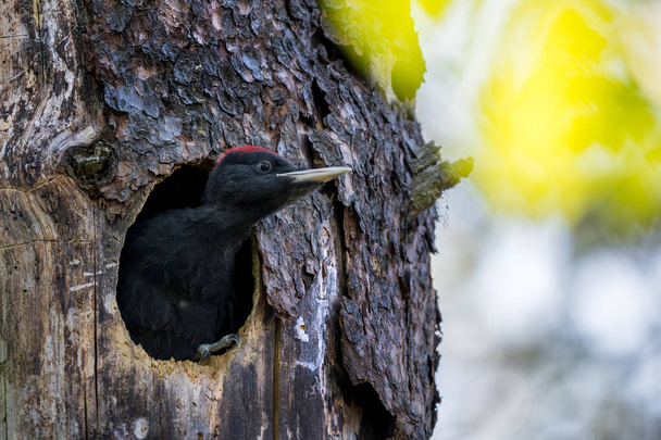 Black Woodpecker - Dryocopus martius, πορτραίτο όμορφου δημοφιλούς πτηνού από Ευρωπαϊκά δάση και δάση, Φινλανδία, Σκανδιναβία. - Φωτογραφία, εικόνα