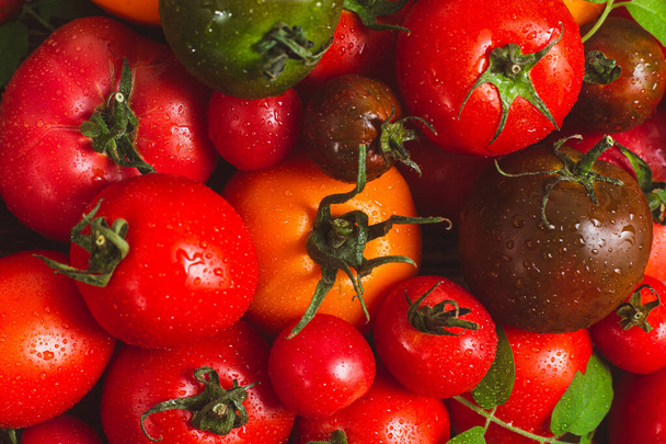 Ντομάτες με διαφορετικά χρώματα και ποικιλίες κοντινές - Φωτογραφία, εικόνα