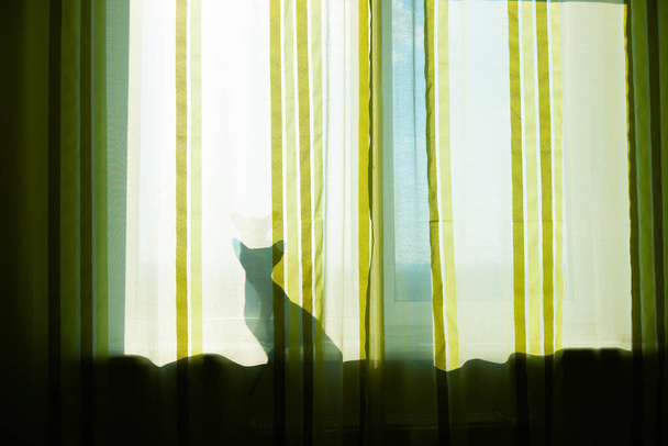 Ombre de chat noir sur la fenêtre, chat dans la chambre du matin - Photo, image