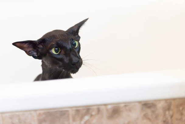 Black funny cat pet isolated on white - Photo, Image