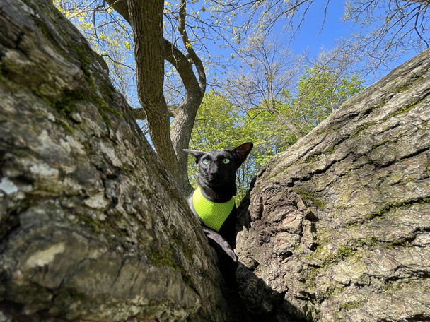 Chat oriental noir aux yeux verts assis sur une branche d'arbre - Photo, image