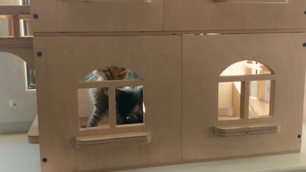 Τα γατάκια παίζουν σε ένα κουκλόσπιτο - Πλάνα, βίντεο
