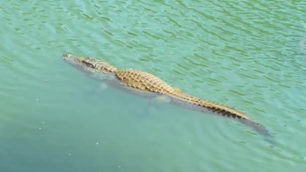 крокодил плаває в річці, вид збоку. Високоякісні відеозаписи 4k - Кадри, відео