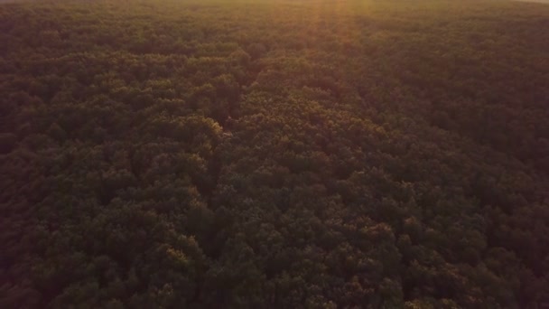 Reveal shot from golden light in forest to sunny landscape in summer evening sunset nature. Aerial view Fly backwards, Tilt up.  - Footage, Video