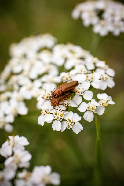 Two red soldier beetles mating on tiny white flowers of cow parsnip on green meadow bokeh background - Photo, Image