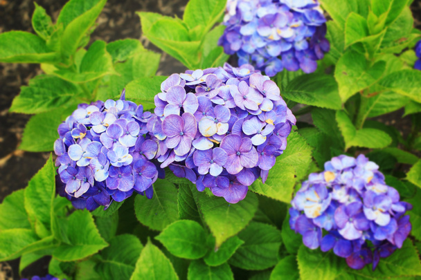 Hortensja ogród w Japonii - Zdjęcie, obraz