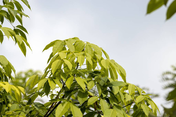 Folhagem de uma árvore de borracha Pará, Hevea brasiliensis - Foto, Imagem