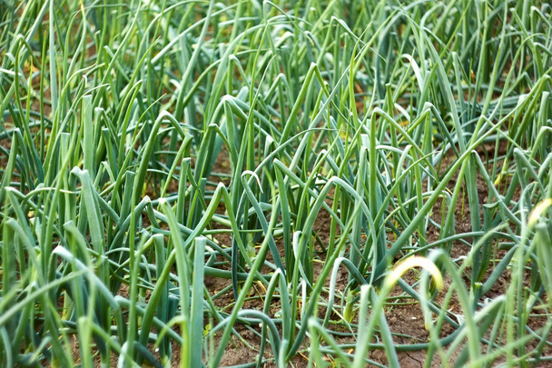Зеленые луковые растения в почве
 - Фото, изображение
