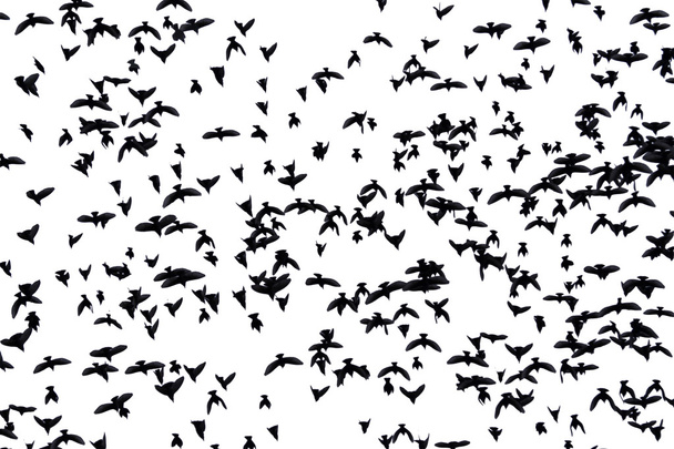 Flock of migratory birds - Fotoğraf, Görsel