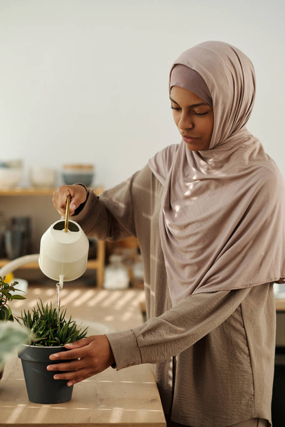 Jonge huisvrouw in hijab gieten water op groene huishoudelijke plant groeien in bloempot terwijl staan door de keuken teller voor de camera - Foto, afbeelding