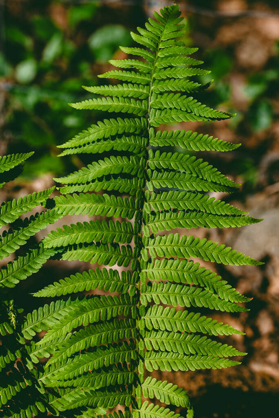 Fern Background. Close-up of fern leave. - Photo, Image