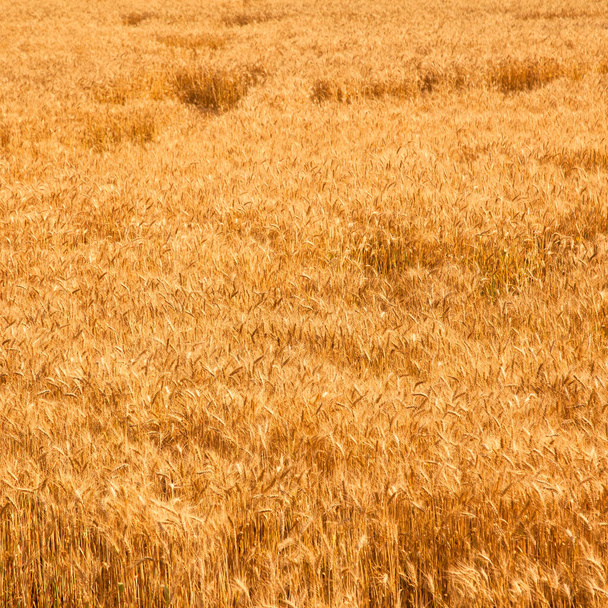Champ de blé jaune et mûr pic de lumière du soleil, champ de blé au moment de la récolte - Photo, image