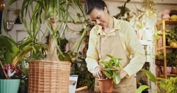 Kadın bahçıvan elleri bitki tutuyor ve kök sistemi hazırlanıyor. Karışık ırktan mutlu kadın girişimci iş kadını çiçekçi dükkanının arkasında Peperomia 'yı yeniden ekiyor. - Video, Çekim