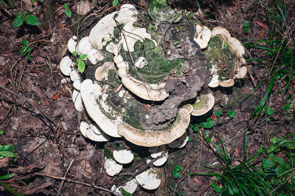 Trametes Versicolor champignon dans la forêt. Champignons Polyporus Versicolor - Photo, image