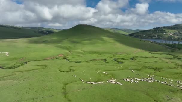 εναέρια άποψη οροπέδιο Meander ποτάμια και πρόβατα στην όμορφη φύση θολό ουρανό - Πλάνα, βίντεο
