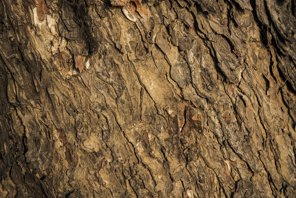 Bark of tree background and texture - Foto, afbeelding