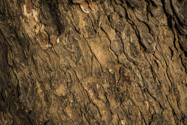Bark of tree background and texture - Φωτογραφία, εικόνα