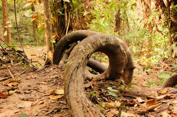 Racines tordues d'arbres tropicaux ronds dans la forêt tropicale
 - Photo, image