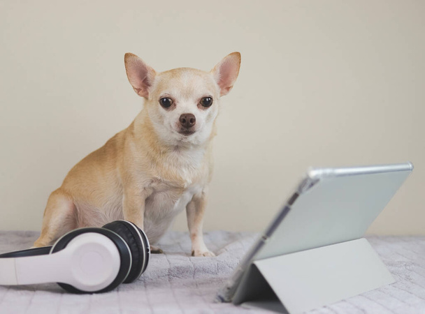Porträt eines braunen Chihuahua-Hundes mit kurzen Haaren auf dem Bett sitzend und weißem Hintergrund mit digitalem Tablet und Kopfhörer, der in die Kamera blickt. - Foto, Bild