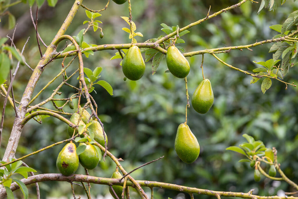 Close-up van rijping Avacado op boom op grote biologische fruitboerderij - Foto, afbeelding