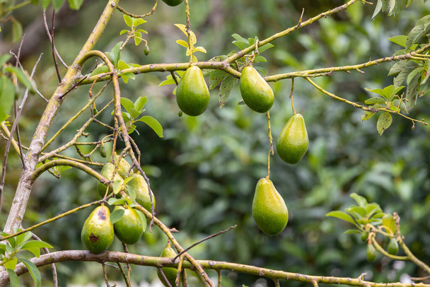 Close-up de amadurecimento Avacado na árvore em grande fazenda de frutas orgânicas - Foto, Imagem