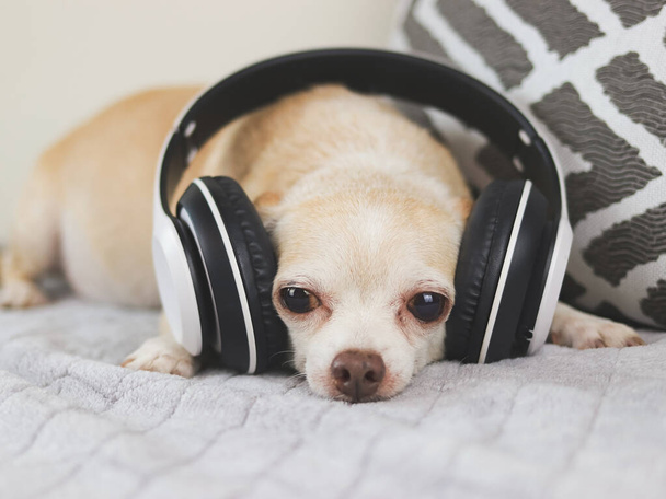 Retrato de perro chihuahua de pelo corto marrón acostado en la cama, escuchar la música de los auriculares - Foto, imagen