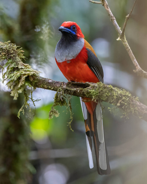 Nature wildlife of Whitehead's Trogon bird endemic of Borneo - Photo, Image