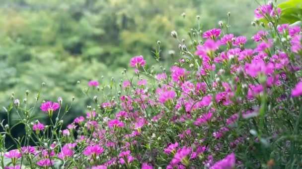 Piccoli fiori rosa di Gypsophila su uno sfondo verde sfocato, giornata estiva piovosa. Sfondo floreale. Giardino di casa, cura delle piante. Fiori balcone.  - Filmati, video