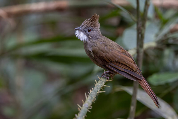 Natura dzika przyroda obraz Penan Bulbul ptak na głębokiej dżungli lasów deszczowych - Zdjęcie, obraz