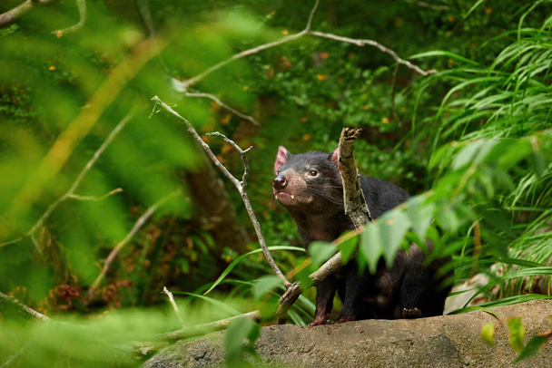 Tasmanian devil, Sarcophilus harrisii,the largest carnivorous marsupial native to Tasmania island. Female, ZOO Prague, Czech republic. - Photo, Image
