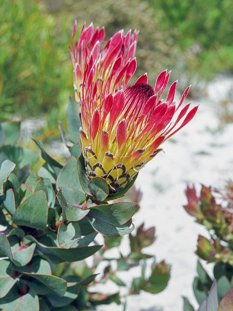 Protea eximia, el azucarero de hoja ancha, es un arbusto de Sudáfrica que puede convertirse en un pequeño árbol. Ocurre en fynbos de montaña en suelos arenosos principalmente ácidos la especie era muy conocida bajo su antiguo nombre de Protea latifolia. - Foto, imagen