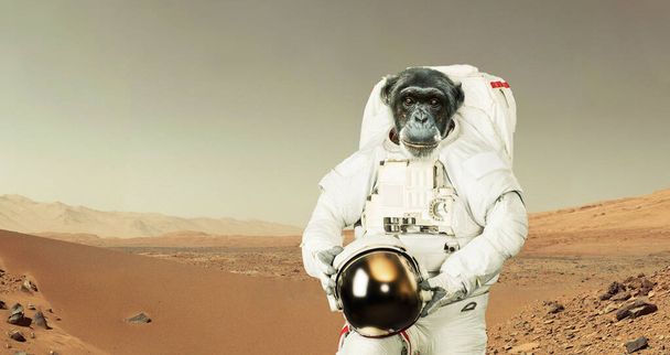 Обезьяний астронавт в скафандре со шлемом стоит в пустыне на красной планете Марс. Анимальный космический корабль в полете и освоение новых планет. Умный шимпанзе, концепция. Эксперименты на животных - Фото, изображение