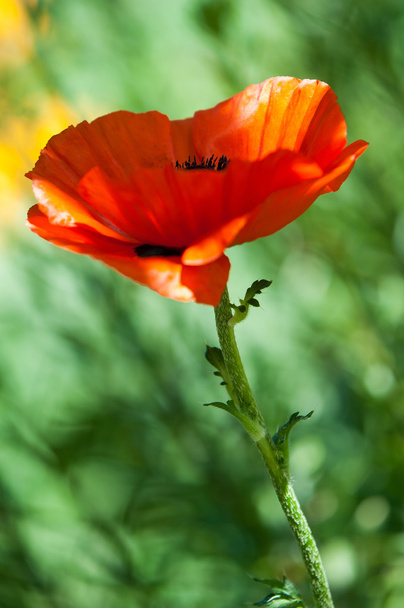 poppy. a herbaceous plant with showy flowers - Photo, Image