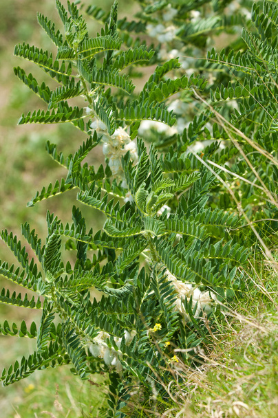 Astragalus. milkvetch. keçi-thorn. sarmaşık gibi. astragalus sieversianus. Kazakistan. Tien Shan. Trans-Ili Alatau - Fotoğraf, Görsel