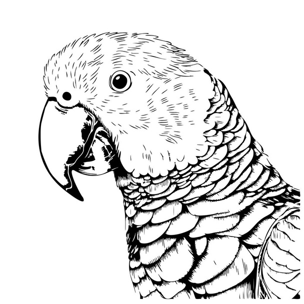 Hermosa cabeza de loro bosquejo dibujado a mano Bird Vector - Vector, imagen