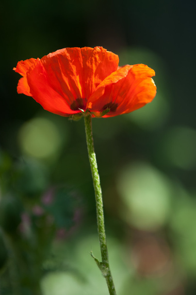 poppy. a herbaceous plant with showy flowers, milky sap, and rounded seed capsules. drugs such as morphine and codeine - Photo, Image