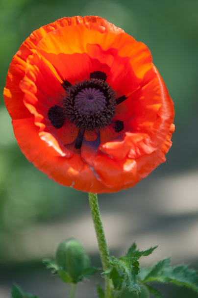 poppy. a herbaceous plant with showy flowers - Photo, Image