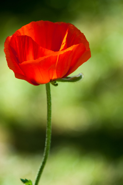 poppy. a herbaceous plant with showy flowers, milky sap, and rounded seed capsules. drugs such as morphine and codeine - Photo, Image