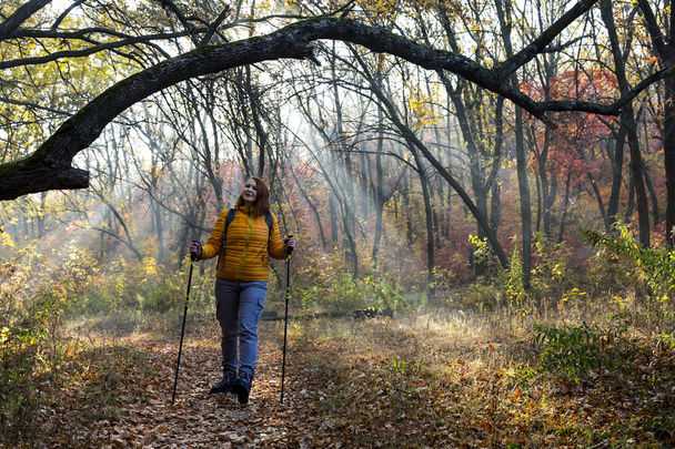 Morning walk in autumnal forest - Fotó, kép