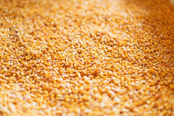 乾燥したトウモロコシの穀粒のクローズ アップ ビュー. - 写真・画像