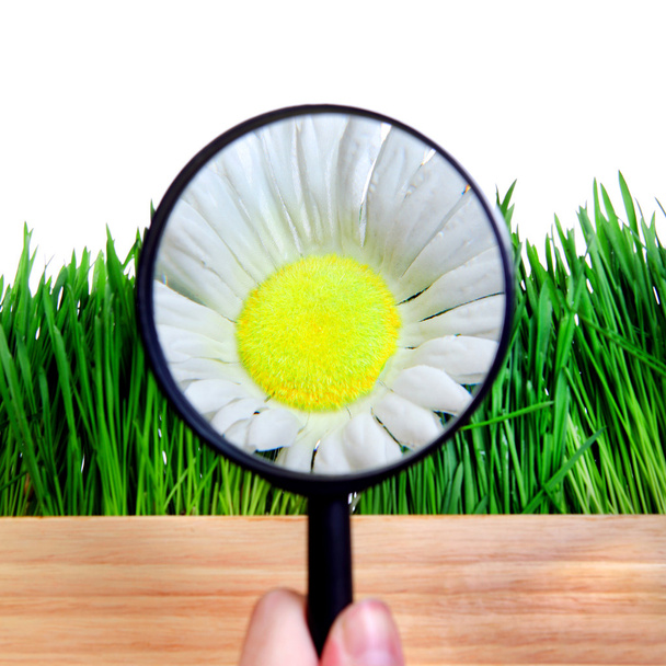 Flower in Magnifying Glass - Фото, изображение
