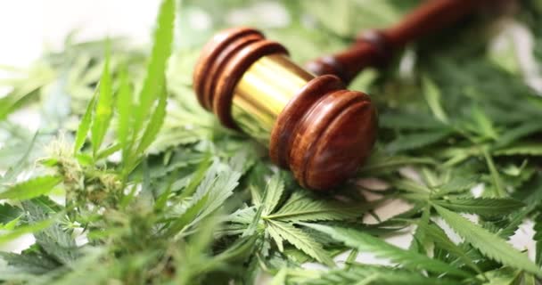 Brown rechter hamer geplaatst op verse groene marihuana gebladerte. Concept van legalisering van cannabis als psychoactieve drug in medische instellingen - Video