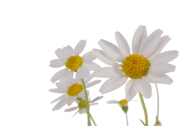 White Daisy - Фото, изображение