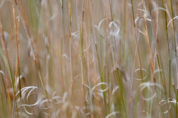 Patrones abstractos de textura de hierba, explorando la esencia de las praderas abstractas - Foto, imagen