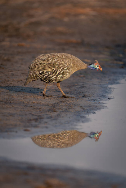 Helmeted guineafowl bends to drink from river - Photo, Image