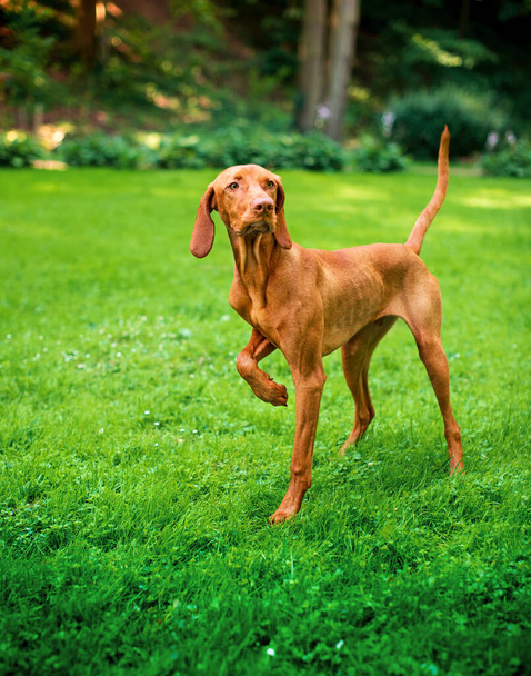 O cão da raça húngara Vizsla fica na grama verde contra o fundo do parque. O cão levantou a pata e olha para o lado. A foto é embaçada e vertical. Foto de alta qualidade - Foto, Imagem