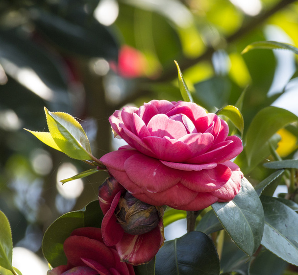 Kamelia różowy - Zdjęcie, obraz