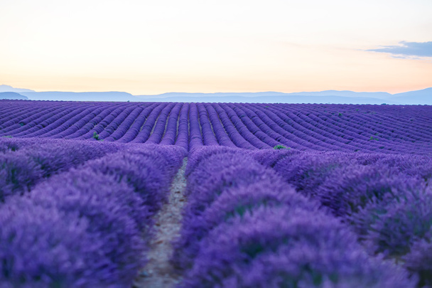 Lavendel velden in de buurt van Valensole in de Provence, Frankrijk op zonsondergang - Foto, afbeelding